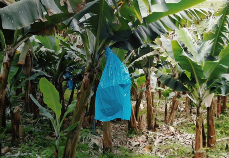 Foto-Saco-para-Banana-3