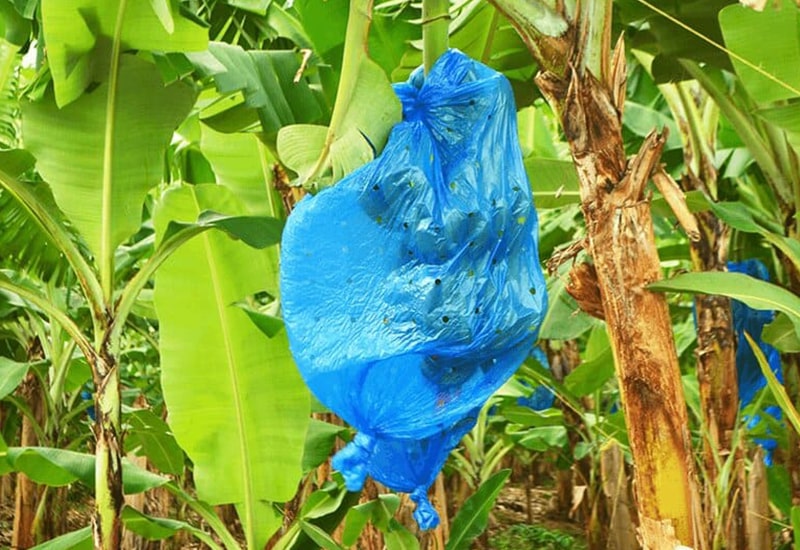 Foto-Saco-para-Banana-6